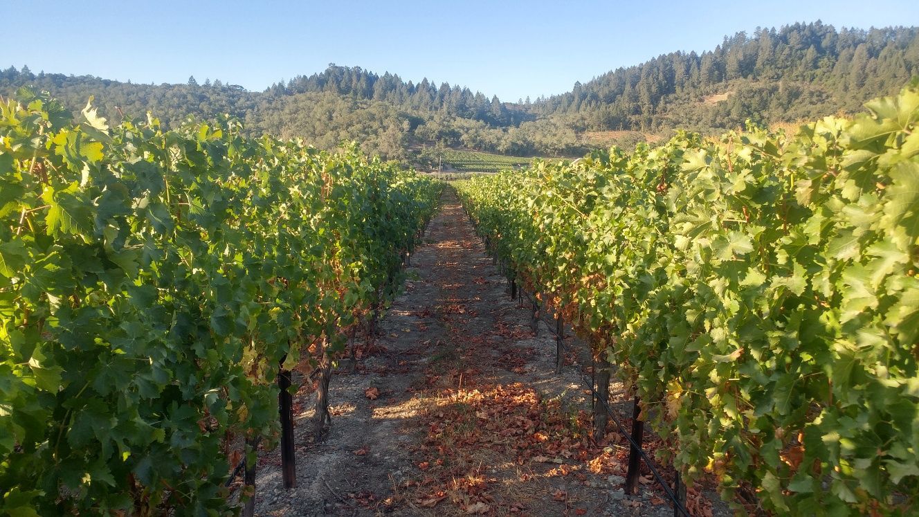Lives of the Vines